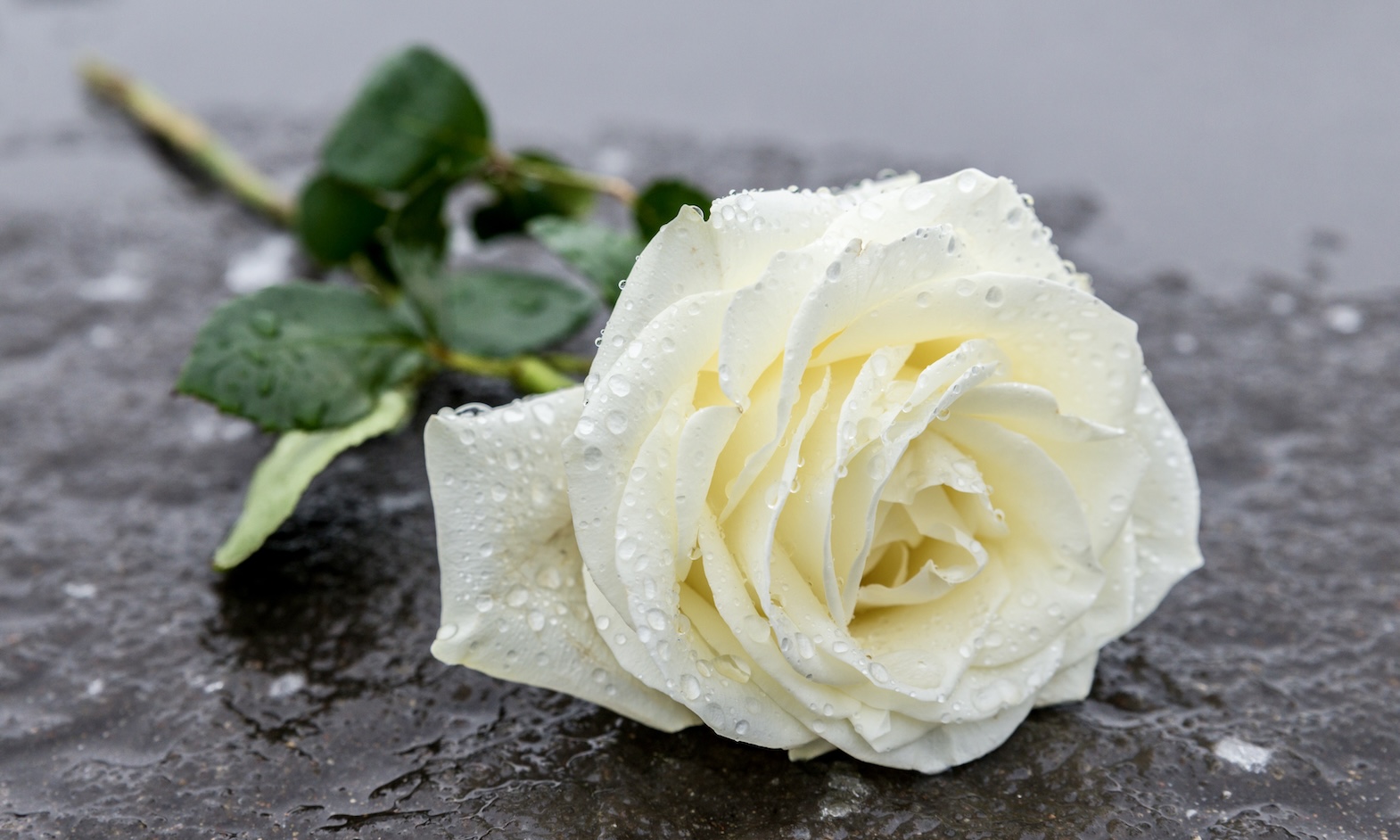 white rose